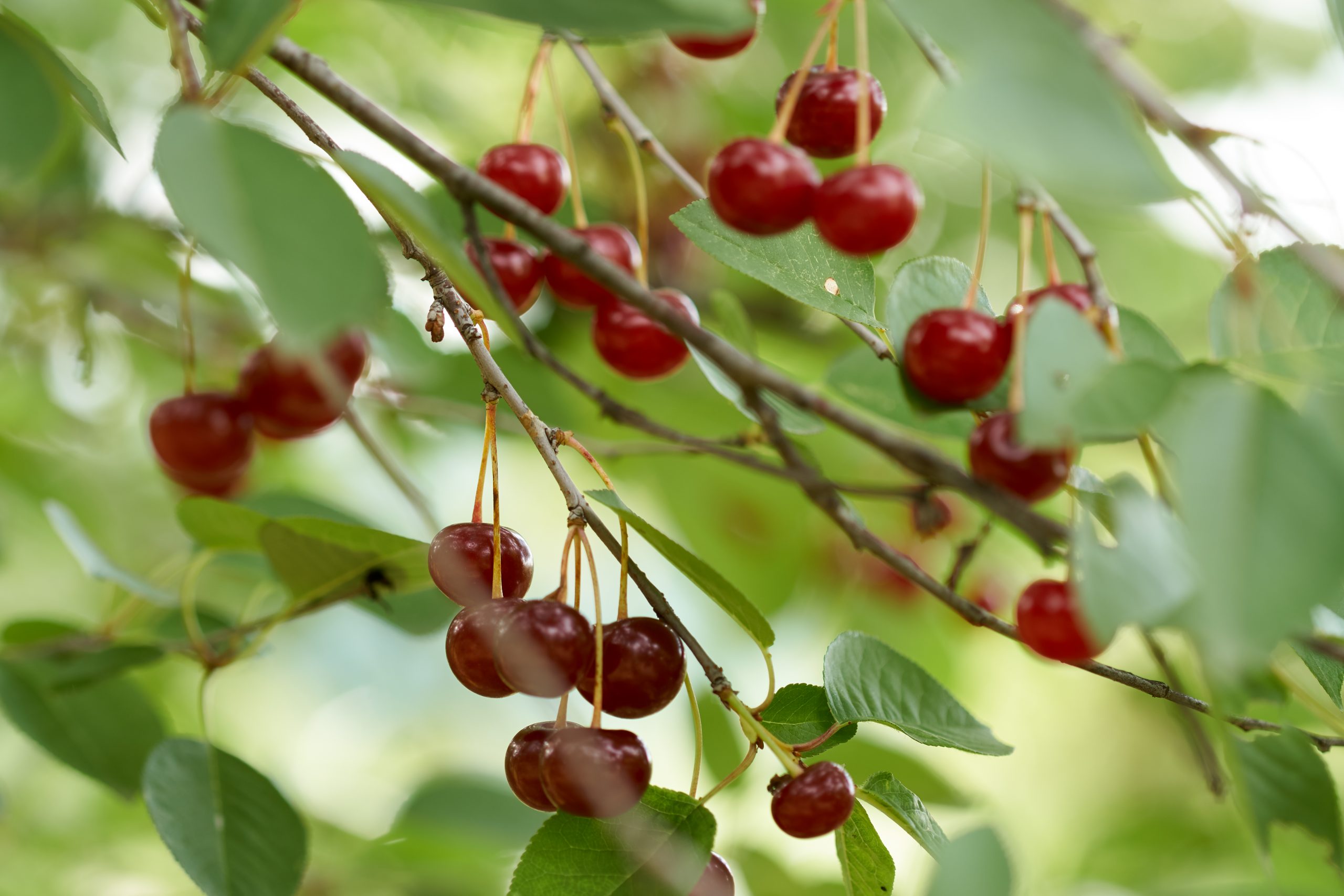 closeup delicious sour cherries branches
