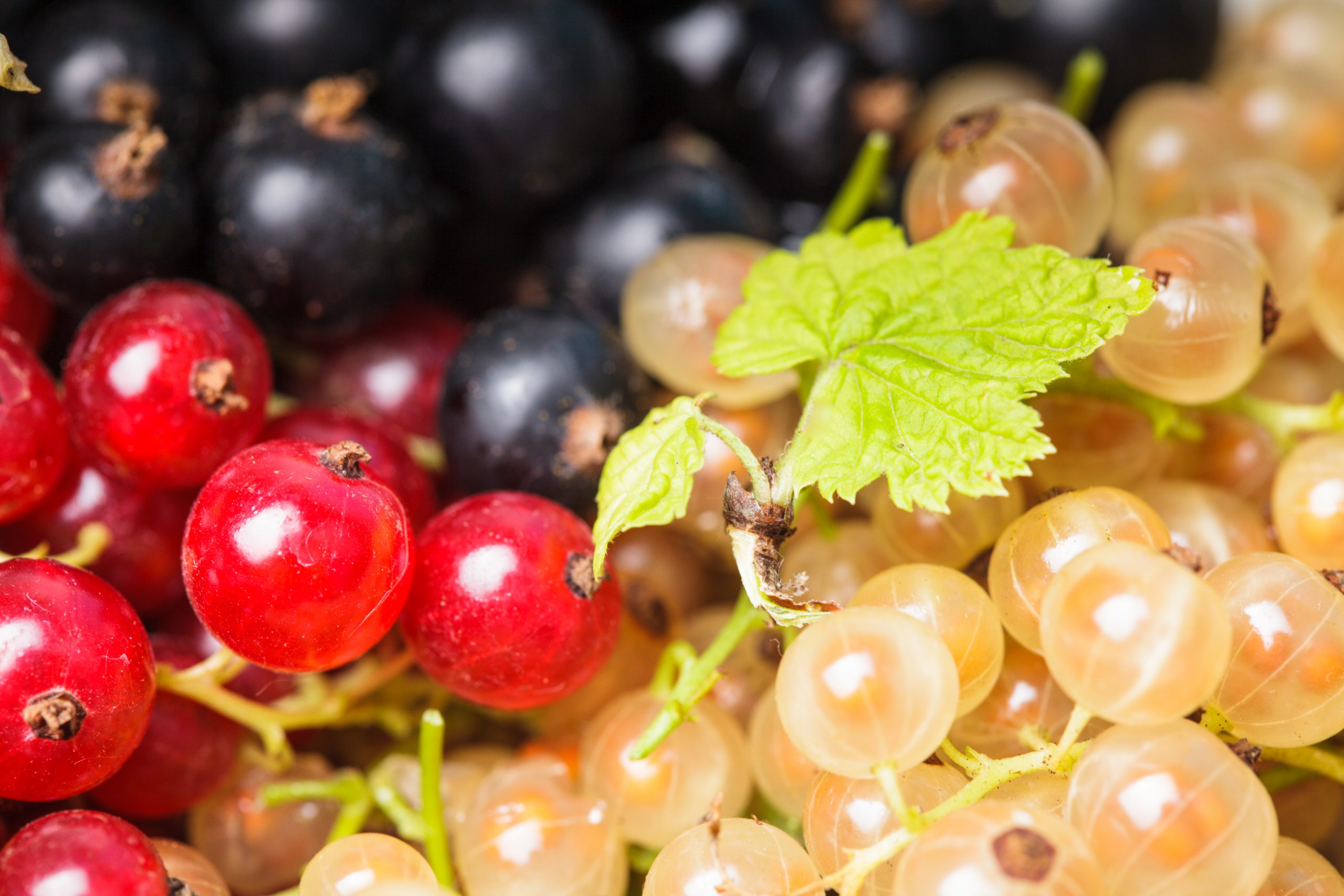 currants types white red black berries