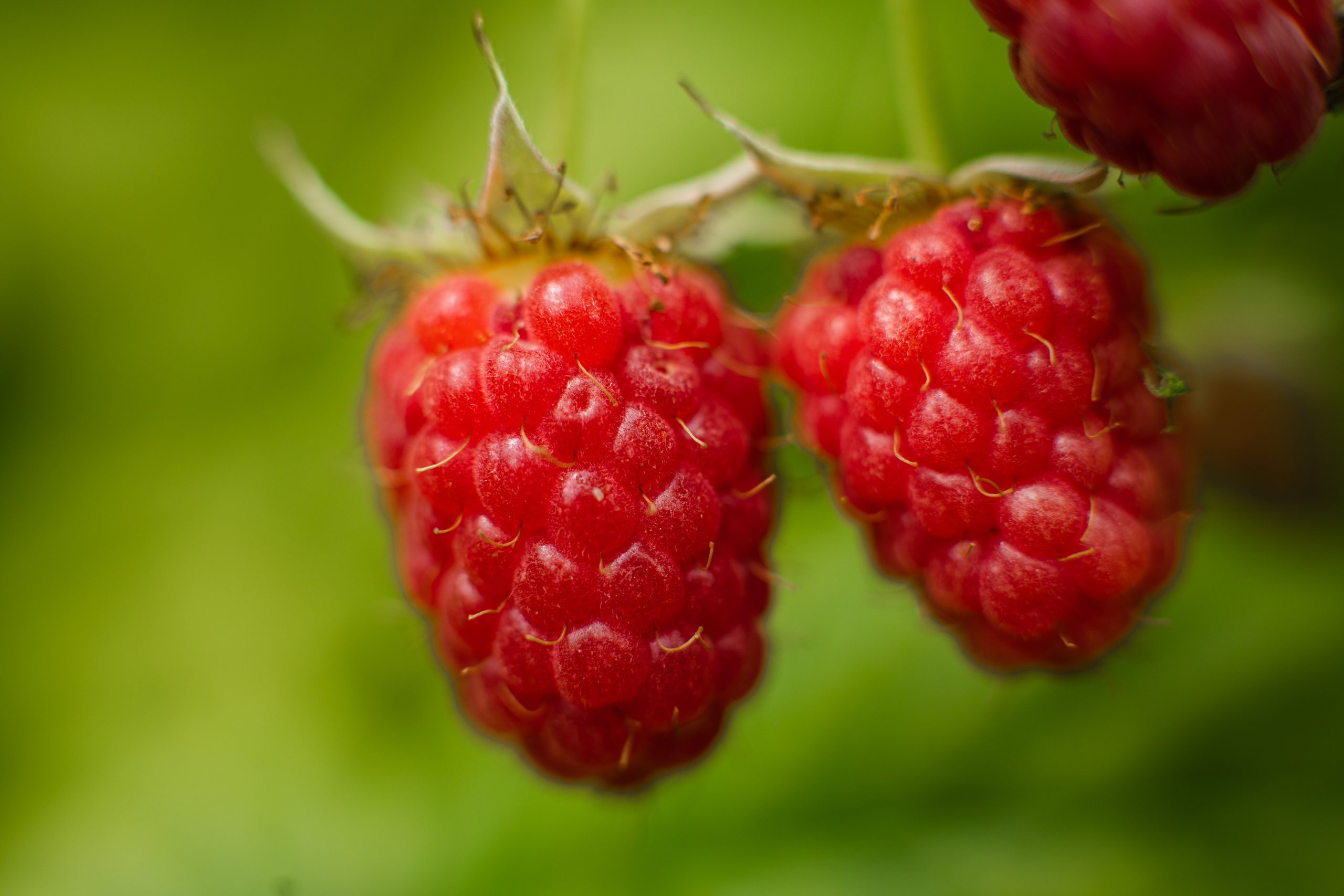 picture raspberry berries ripened branch forest few pink berries hang branch with blur background