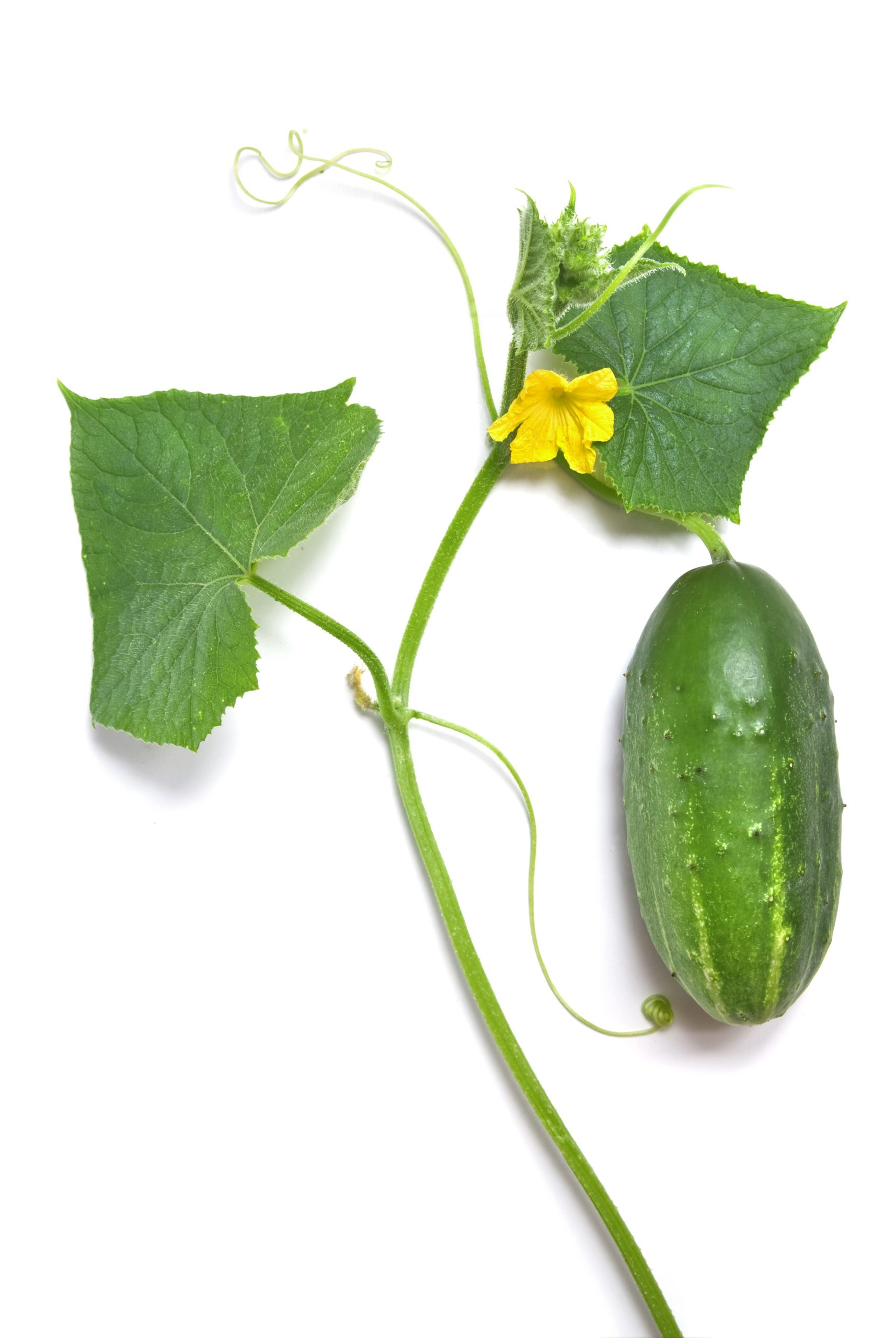 green cucumber with leaves flower isolated white